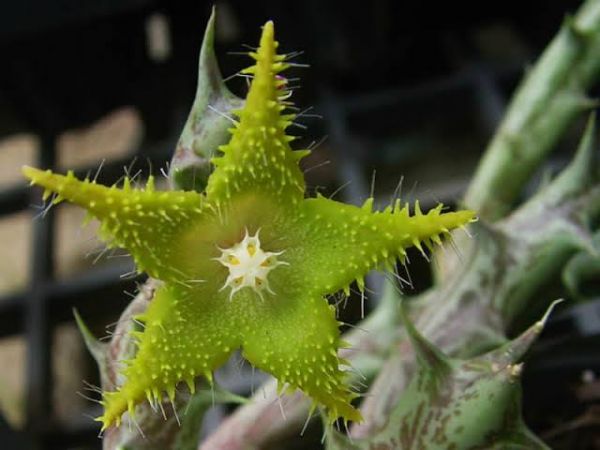 Huernia dummeri