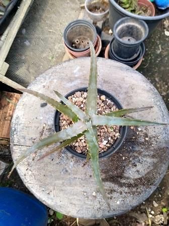 Aloe arborecens