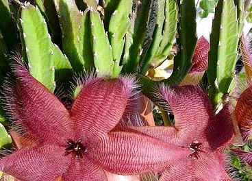 stapelia hirsuta