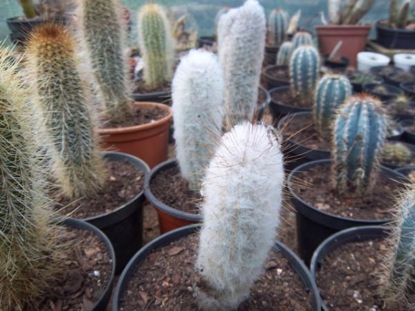 Austrocephalocereus dybowskii