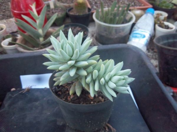 Sedum nicaense