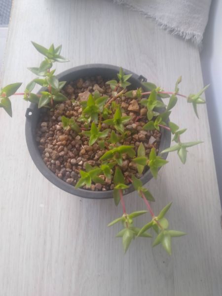 Crassula volkensii