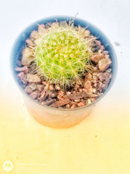 Notocactus purpureus