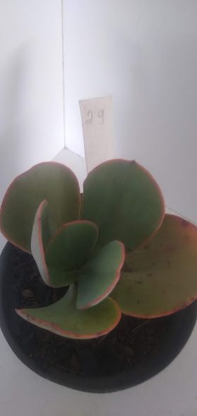 Echeveria gigante muda 29