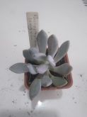 Pachyphytum longum