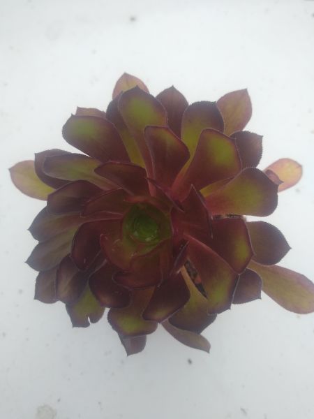 Aeonium arbóreo artropurpureo