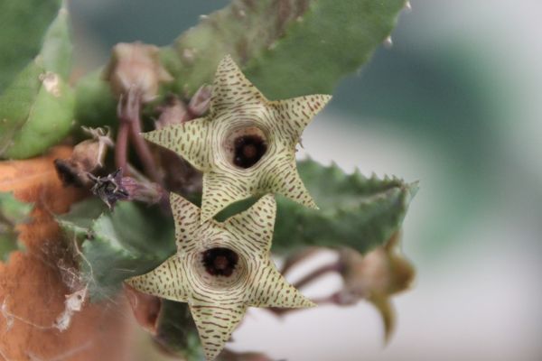 Huernia  thureti