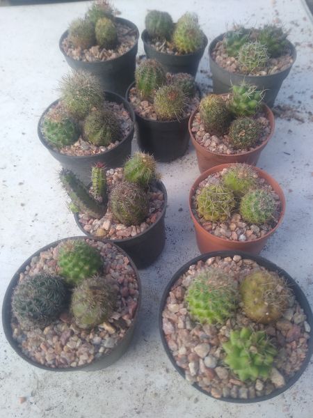 Mini colônia de cactos