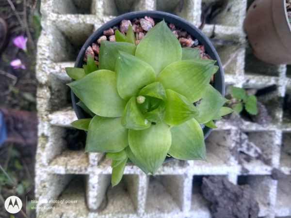 Haworthia Cymbisformis