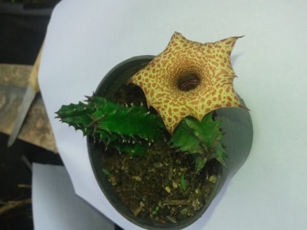 Huernia hislopii