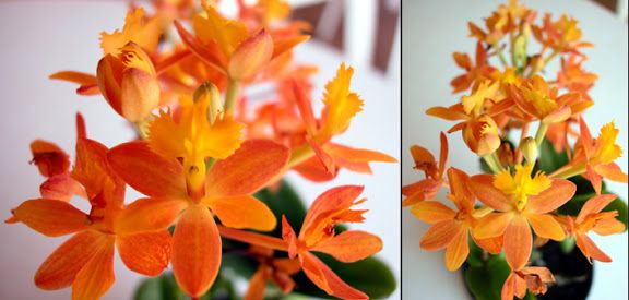 Epidendrum fulgens