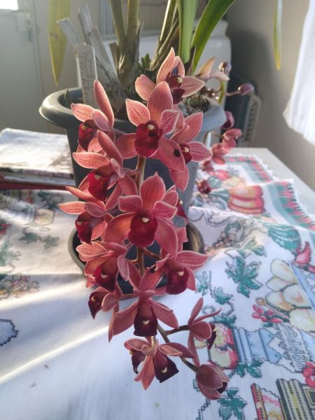 Cymbidium Dorothy stockstill