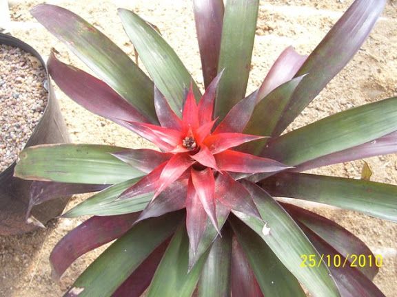 Guzmania híbrido VB 002