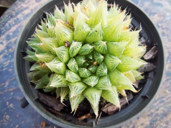 Haworthia cooperi