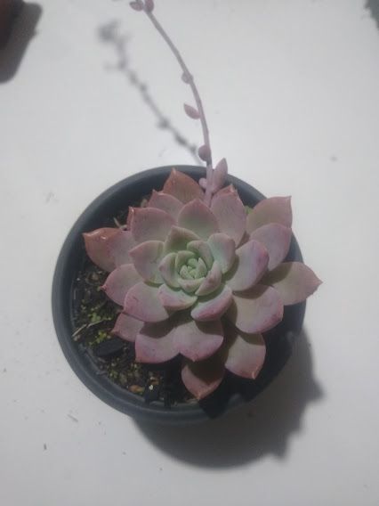 Graptoveria Milky way