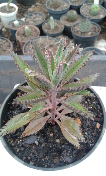 Kalanchoe daigremontiana x Kalanchoe tubiflora