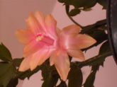 Schlumbergera truncata salmão (flor-de-maio)