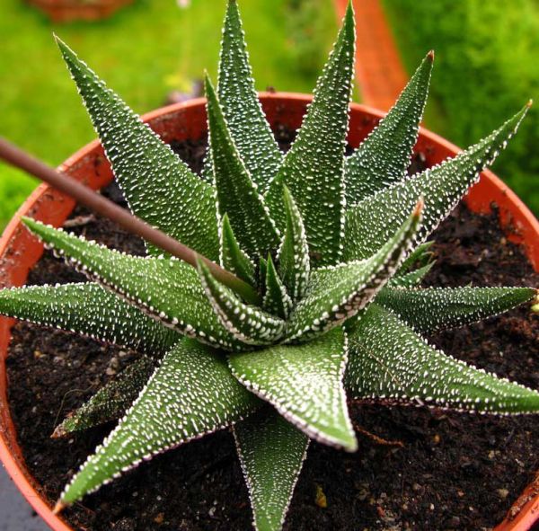 Haworthia attenuata var radula