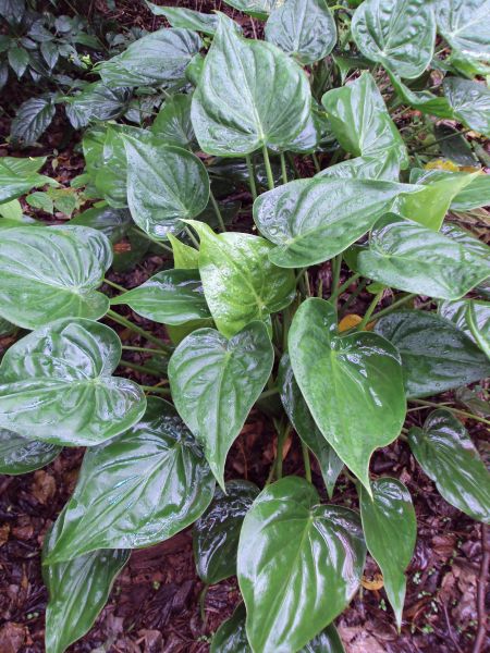 Alocasia cuculatta