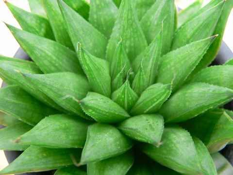 Haworthia Batesiana