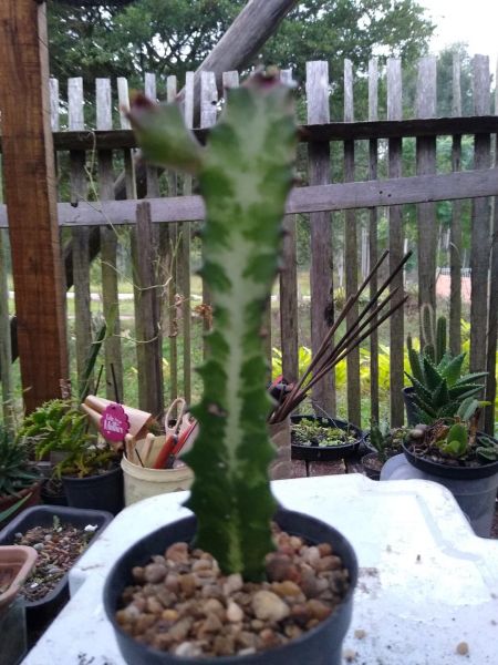 Euphorbia lactea