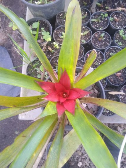 Guzmania lingulata