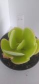 Echeveria gigante muda 26