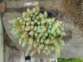 Sedum daysiphilum