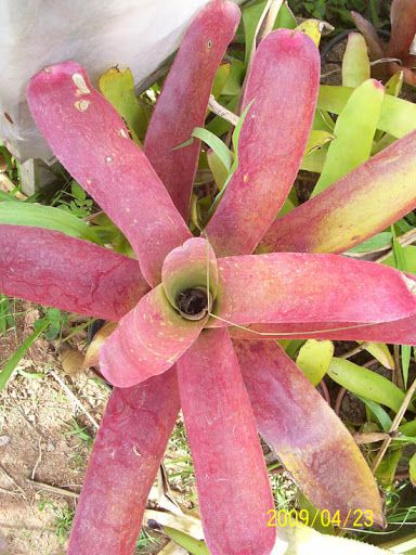 Neoregelia híbrida vb001