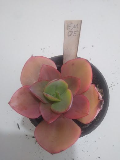 Echeveria gigante muda M5