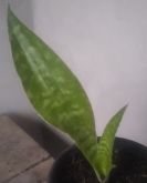 Sansevieria coroa dinamarquesa