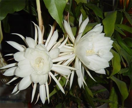 Epyphyllum oxypetalum