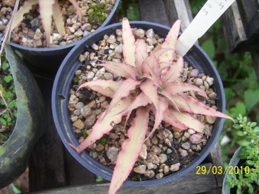 Cryptanthus sp III