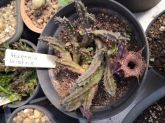 Huernia histrix