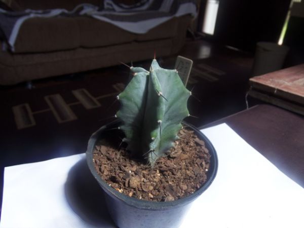 Lamairocereus pruinosus