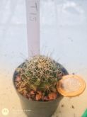 Thelocactus T15