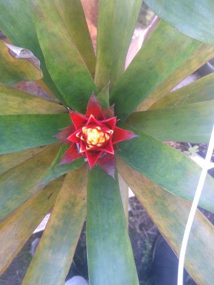 Guzmania VB12