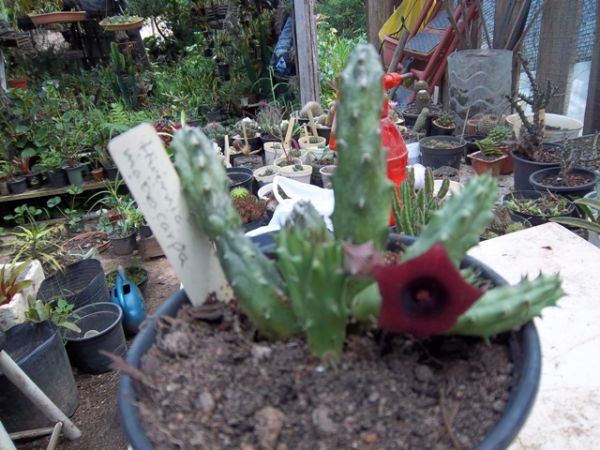 Huernia macrocarpa