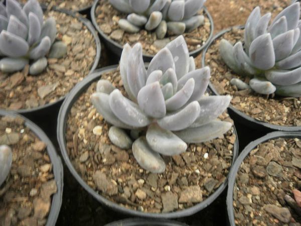 Pachyveria blue mist