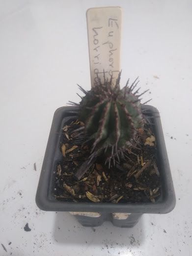 Euphorbia horrida