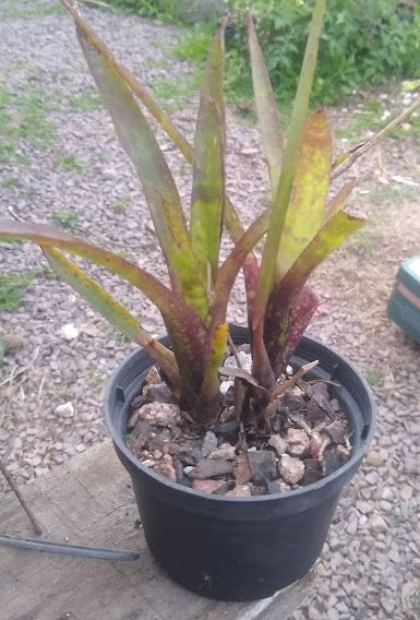 Neoregelia VB 12