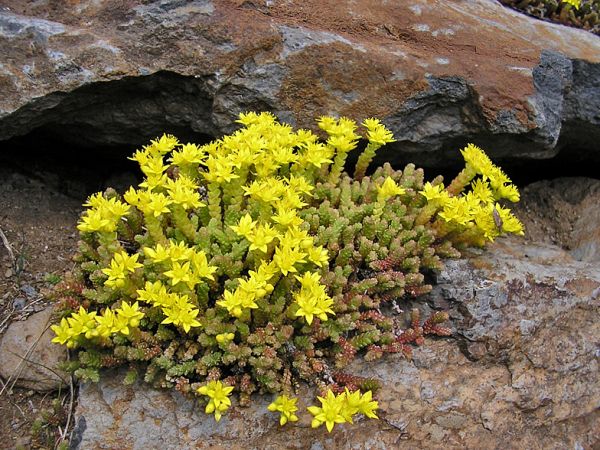 Sedum acre