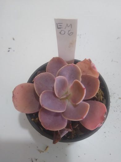 Echeveria gigante muda M6