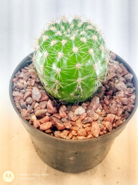 Echinopsis oxygona