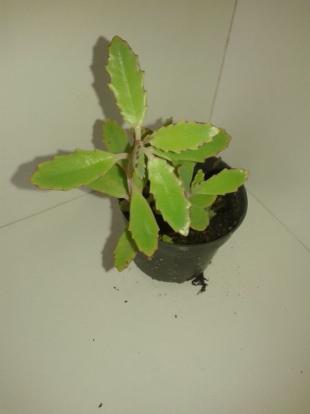 Kalanchoe serratifolia