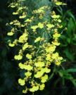 Oncidium flexuosum - pague 5 e leve 7