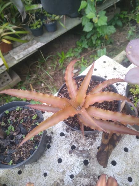 Cryptanthus warren loosei