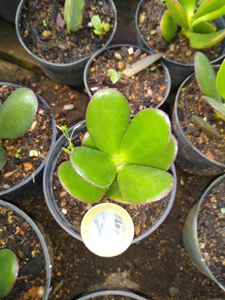 Crassula portulacea muda