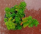 Sedum rubroticum