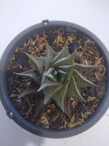Haworthia limifolia